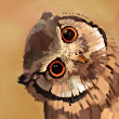 ͷ