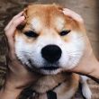 ͷ��