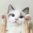ͷ��