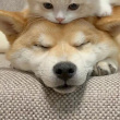 ͷ��