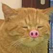 ͷ