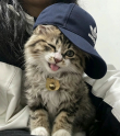 ͷ��