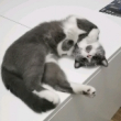 ͷ��
