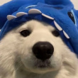 ͷ��