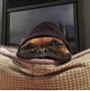 ͷ