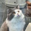 ͷ��