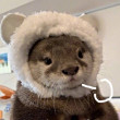 ͷ