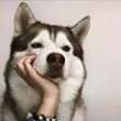 ͷ