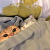 ͷ��