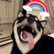 ͷ��