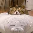 ͷ