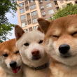 ͷ��