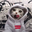 ͷ��
