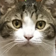 ͷ