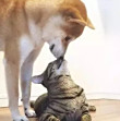 ͷ