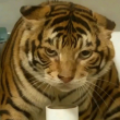 ͷ��