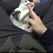 ͷ