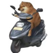 ͷ��