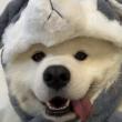 ͷ��