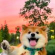 ͷ��
