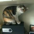 ͷ��