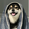 ͷ