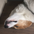 ͷ��