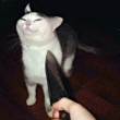 ͷ