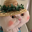 ͷ
