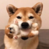 ͷ