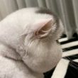 ͷ��