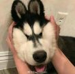 ͷ��