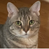 ͷ