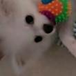 ͷ