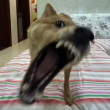 ͷ��