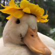 ͷ��