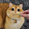 ͷ