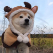 ͷ��
