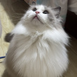 ͷ��