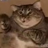 ͷ