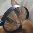 ͷ��