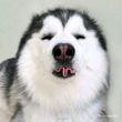 ͷ��