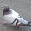 ͷ��