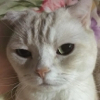 ͷ��