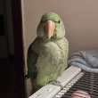 ͷ��