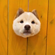 ͷ