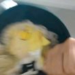 ͷ��