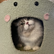 ͷ