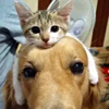 ͷ