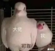 ͷ��